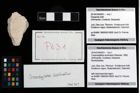 Foto (Objekt + Etikett) von Cracensigillatus acutirostris (Moericke, 1889)  (NHMW-GEO-2014-0194-0631)